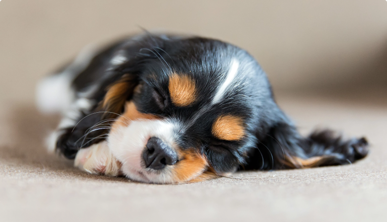 Step By Step Guide To Bringing Home A Puppy | Pet Care Centre