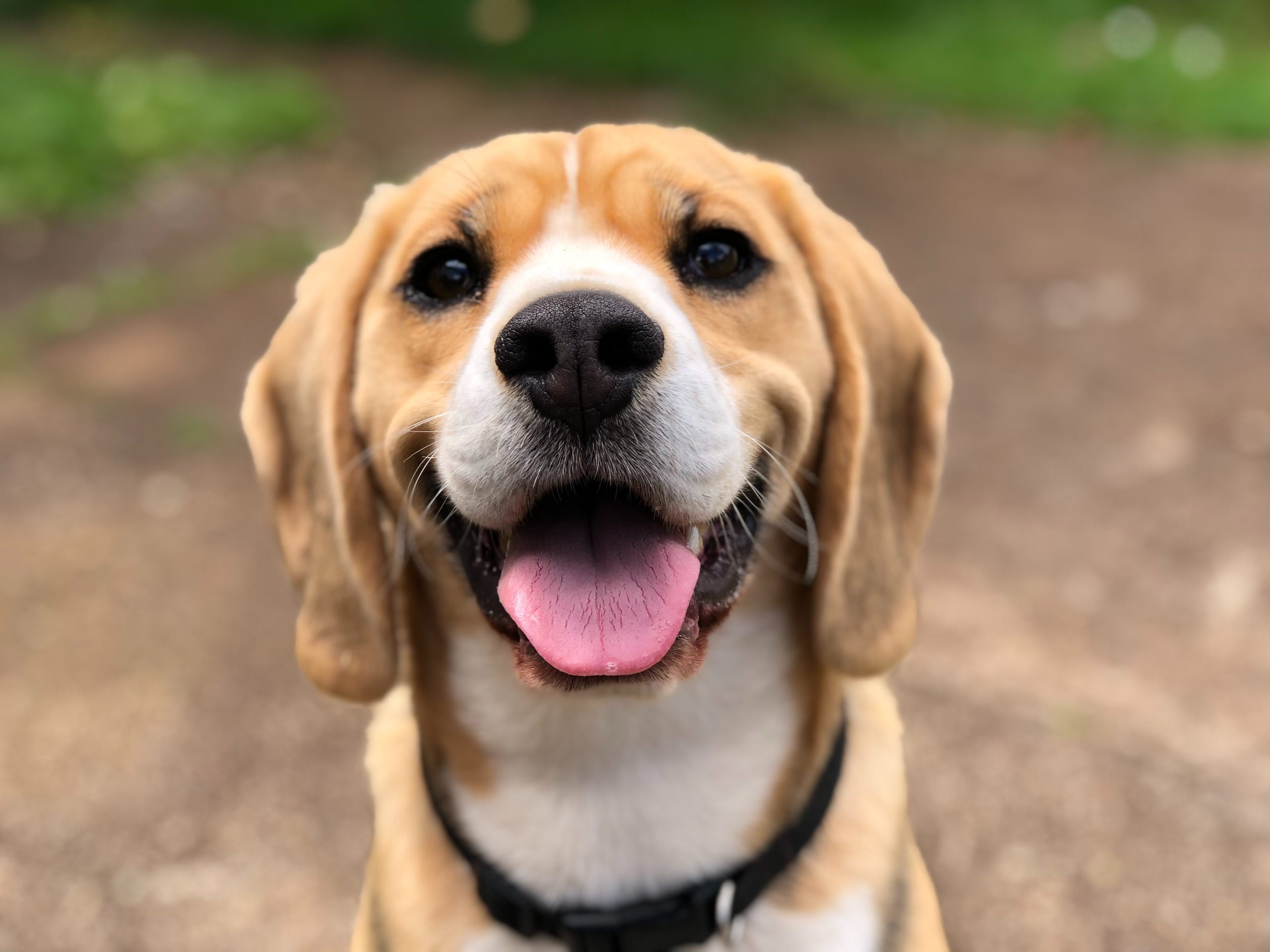 A close up of a tan and white beagle  | Pet Boarding