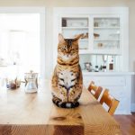 A tabby cat sitting upright on a wooden kitchen table