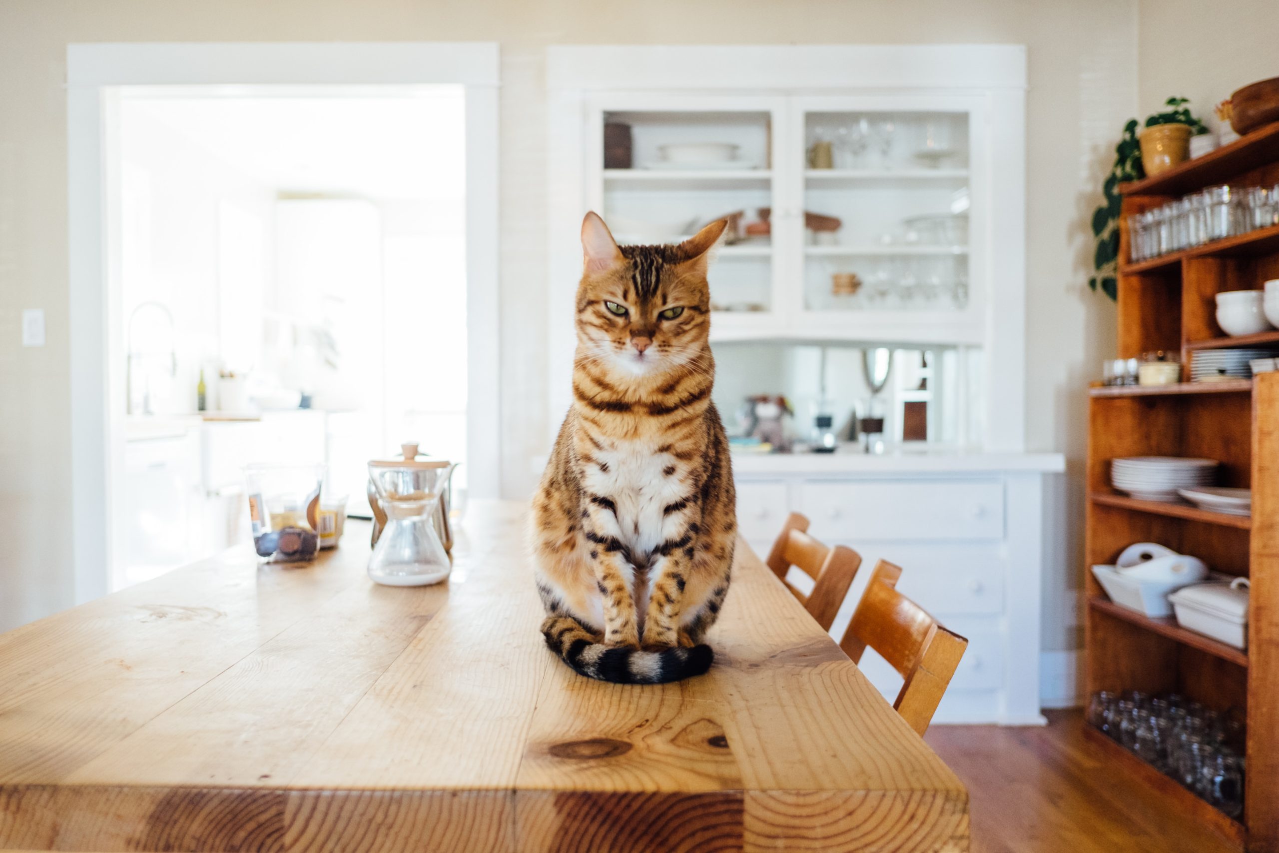 A tabby cat sitting upright on a wooden kitchen table | Pet Boarding