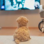 A puppy watching television