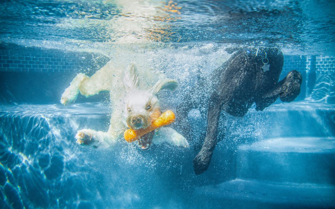 Benefits of Swimming for Your Dog’s Wellbeing