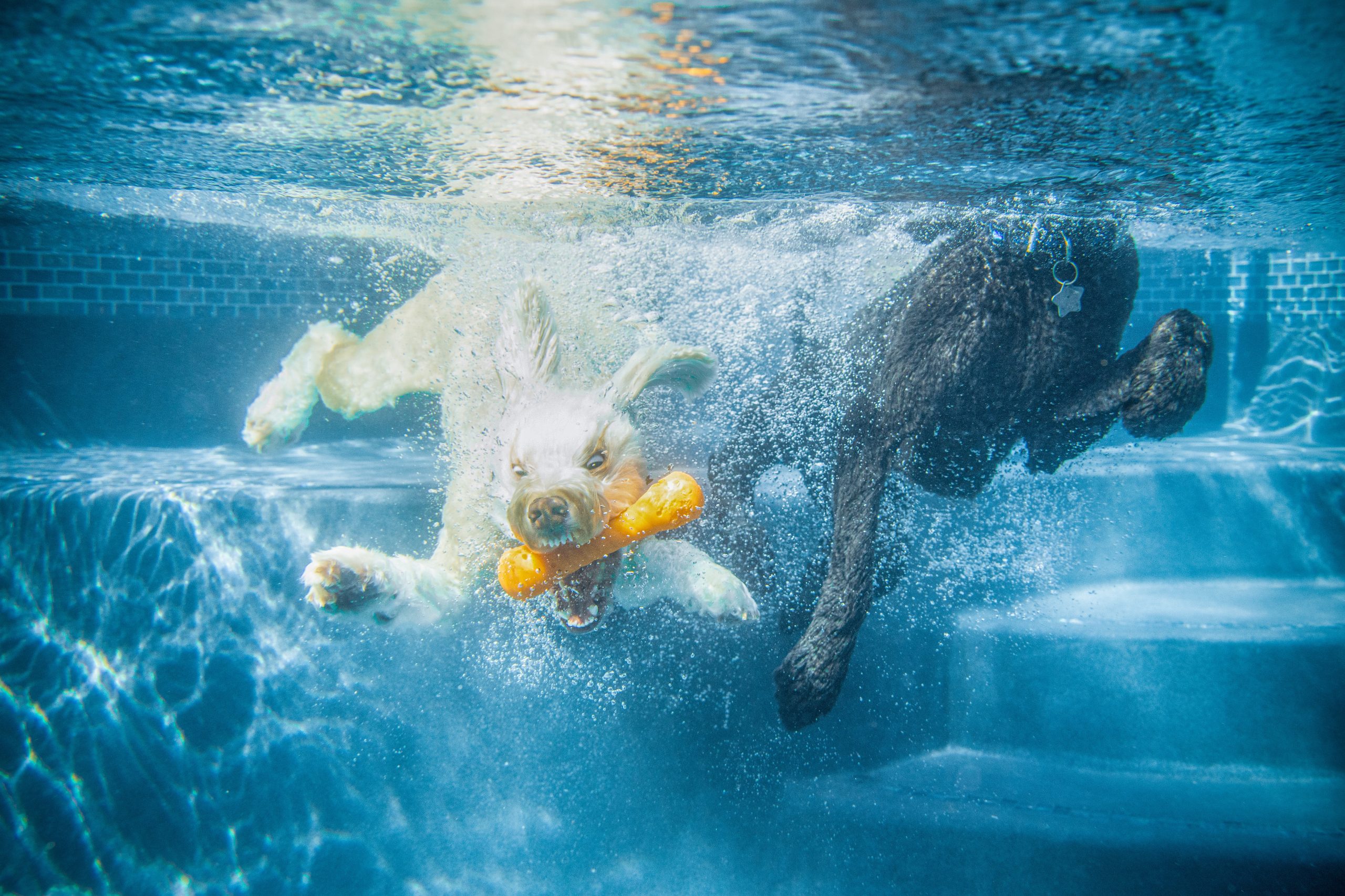 An underwater photo of a dog diving for a toy